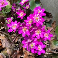 ミスミソウ,ユキワリソウ,山野草,多年草,雪割草（ゆきわりそう）の画像