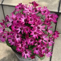 鉢植え,セネッティの画像