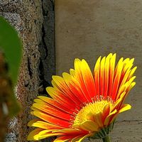 ガーベラ,キキョウ,クリスマスローズ,ケイトウ,コデマリの画像