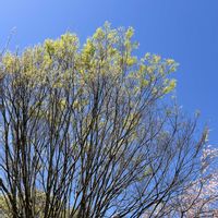 ケヤキ,樹木,青空,青空の下,今日も元気での画像