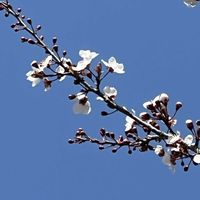 スモモ,青空,青空の下,おひさま,今日も元気での画像