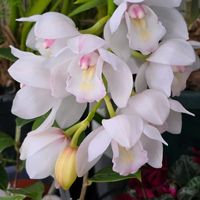 シンビジウム,感謝,花のある暮らし,いつまでも,き　れ　い❤の画像