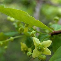 ニシキギ,山椒,サンショウ,山椒の雄花,山椒の葉の画像