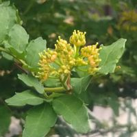 スノードロップ,山椒の花,花のある暮らし,地味好き,小さな春の画像