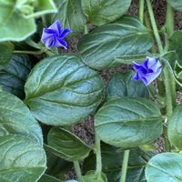コンボルブルス,千葉県,私のお庭,千葉県北西部,庭の画像