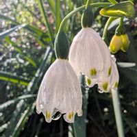 スノーフレークの画像