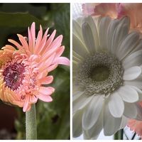 オオヤマレンゲ,ガーベラ,ハツユキカズラ,バラ,ワックスフラワーの画像