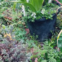 アマリリス,タツナミソウ,カルーナ,メラスフェルラ,オルレア・ホワイトレースの画像