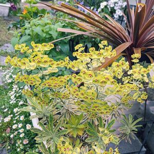 クリスマスローズ,チューリップ,ユーフォルビア・ゴールデンレインボー,オルレア,ジャボチカバの画像