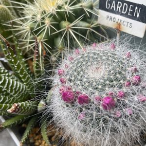 サボテン,サボテンの花,ベランダガーデニング,待ち遠しい,サボテンのある暮らしの画像