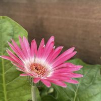 ガーベラ,マーガレット,ユリオプスデージー,ローダンセマム,花かんざしの画像