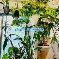 アンスリウム,ストレリチア,ドラセナ,モンステラ,ストレリチア オーガスタの画像