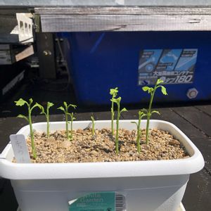 銀杏,イチョウ,観葉植物,実生,ミニ盆栽の画像