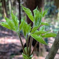 コシアブラ,コシアブラ,雑木林,山菜採り,山菜の女王の画像