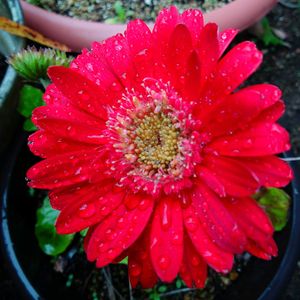 ガーベラ,玉ねぎ,玉葱 貴錦,きゅうり,我が家の畑の画像