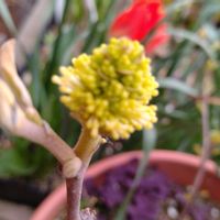 ミヤマオダマキ,大文字草,アオダモ,フォッサギラ,いいね、コメントありがとうございます♡の画像