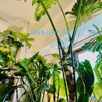 アンスリウム,ストレリチア,モンステラ,ストレリチア オーガスタ,フィロデンドロンの画像