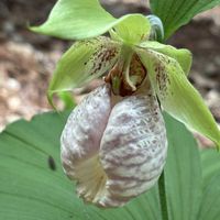 クマガイソウ,ラン科,山野草,絶滅危惧種,里山の画像