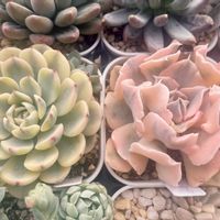 ブルーミニマ錦,リベリア錦,多肉植物,エケベリア属,多肉中毒の画像