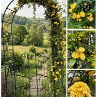 モッコウバラ,十二の巻,ブラックスチールシリーズ,アーチ,スターチス(^^)♪の画像