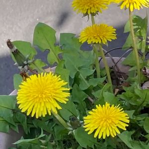 タンポポ,たんぽぽ,ハーブ,野草,黄色い花の画像