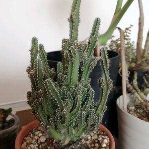 ガーデニング,多肉棚,多肉植物とサボテン,ホムセン多肉,おうち園芸の画像