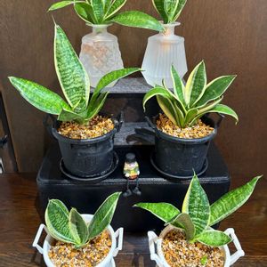 サンセべリア,観葉植物,水耕栽培,植物,株分けの画像