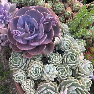 宿根草,ダスティーローズ,オウンスロー,ラブリーローズ,多肉植物の画像