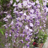 フジ,モッコウバラ,リンゴ,ソメイヨシノ,寄り道散歩の画像