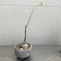 アデニア・グラウカの画像