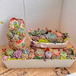 多肉植物,リメ缶,多肉の寄せ植え,多肉大好き,多肉棚の画像