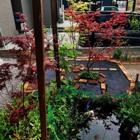 モミジ,モミジ 出猩々,野村モミジ,スカシユリ,テッポウユリの画像