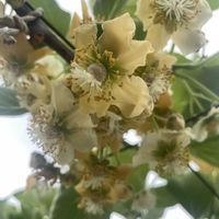 キウイ,元気もらえる,お花のある暮らしの画像