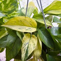 ポトス,サトイモ科,斑入りポトス,ポトス テルノプレシャス,ポトス テルノプレシャスの画像