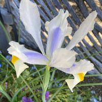 アイリス,寄せ植え,鉢植え,球根,白い花の画像