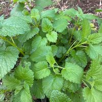 レモンバームの画像