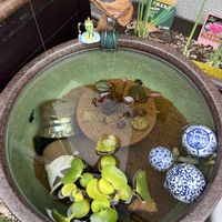 スイレン,ホテイアオイ,睡蓮,観察,グリーンの画像