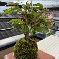 旭山桜,苔玉の画像