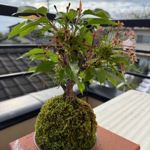 旭山桜,苔玉の画像