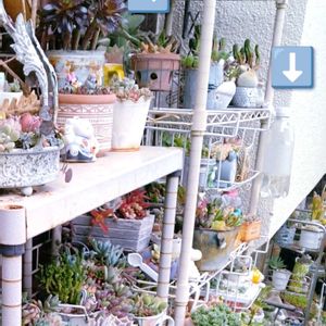 多肉植物いろいろ,多肉植物,多肉棚,お庭の植物,アシナガバチの画像