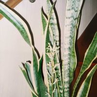 サンスベリアの画像