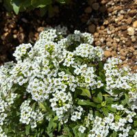 スイートアリッサム の画像