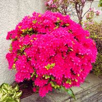 ツクシ,躑躅(ツツジ),くんしらん (君子蘭),ＧＳの花友さんに感謝,赤セリの画像