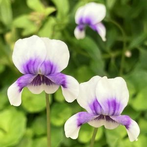 癒し,紫色の花,#ガーデニング,エクステリアの画像