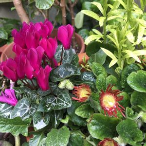 ガーベラ,シクラメン,マンションの画像