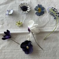 ネモフィラ,ムスカリ,プリムラ　ジュリアン,オステオぺルマム,シクラメン・しくらめんの画像