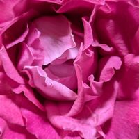 つるバラ,ピンクワールドへ ようこそ,佐倉堀田邸ミステリーローズ,庭の画像