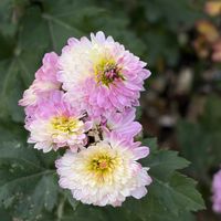 キク,花壇,ガーデニング,山野草,キク科の画像