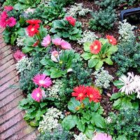 ガーベラ,ストック,今日のお花,職場の庭の画像