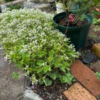 スイートアリッサム ,ヒューケラ,キンギョソウ　アールグレイ,シレネスワンレイク,宿根草♪の画像